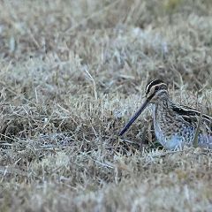 112位のイメージ