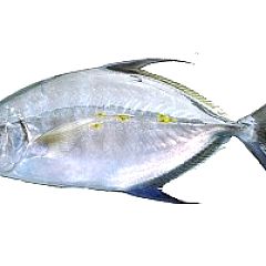 58位のイメージ