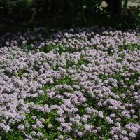 39位のイメージ