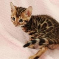 1151位のイメージ