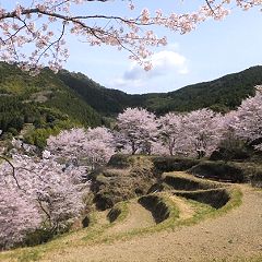 198位のイメージ