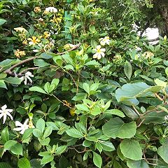 17位のイメージ