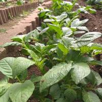 52位のイメージ