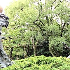 171位のイメージ