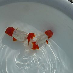 24位のイメージ