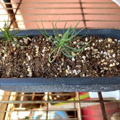 35位のイメージ