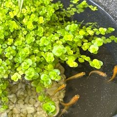 61位のイメージ