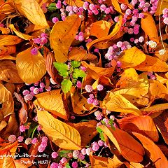 63位のイメージ