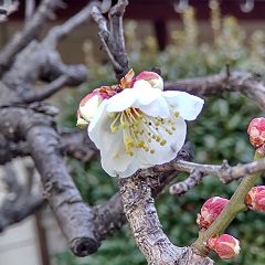 93位のイメージ