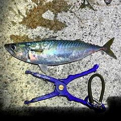 11位のイメージ