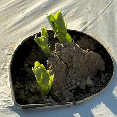 26位のイメージ