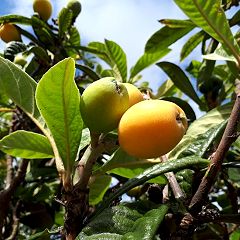 51位のイメージ