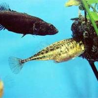 58位のイメージ