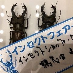 83位のイメージ