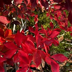 56位のイメージ