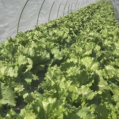 43位のイメージ