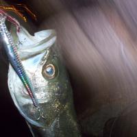 55位のイメージ