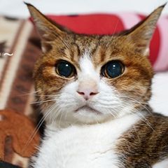 176位のイメージ