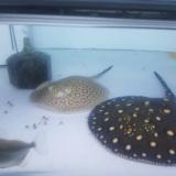 62位のイメージ