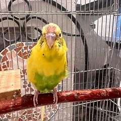 33位のイメージ