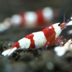 12位のイメージ