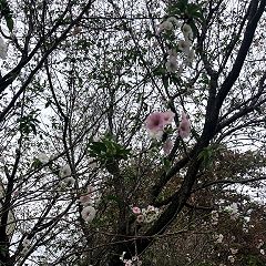 75位のイメージ