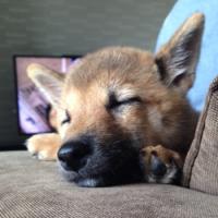 11位のイメージ