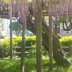 17位のイメージ