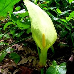 52位のイメージ