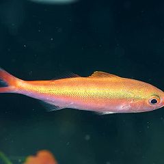 87位のイメージ