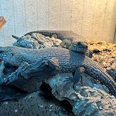 49位のイメージ