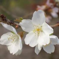 26位のイメージ