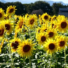 17位のイメージ