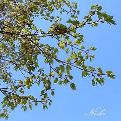 17位のイメージ