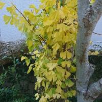 17位のイメージ