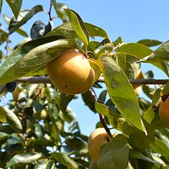 10位のイメージ