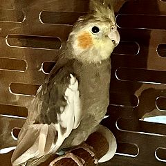 50位のイメージ