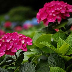 37位のイメージ