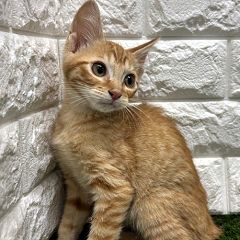 387位のイメージ