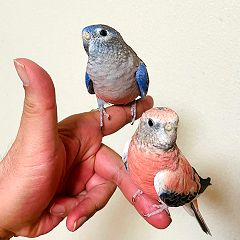 18位のイメージ