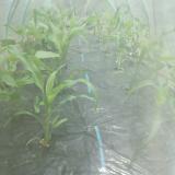 46位のイメージ