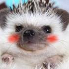 12位のイメージ