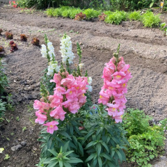 17位のイメージ