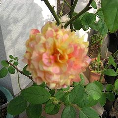 11位のイメージ