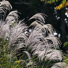 51位のイメージ