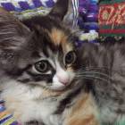 25位のイメージ