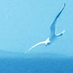 29位のイメージ