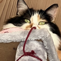 11位のイメージ