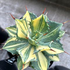 20位のイメージ