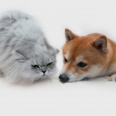 17位のイメージ